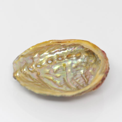 Abalone Shell